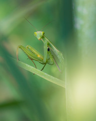 Mantide nella vegetazione