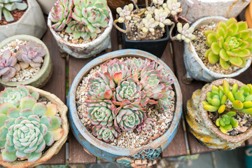  Miniature succulent plants in garden
