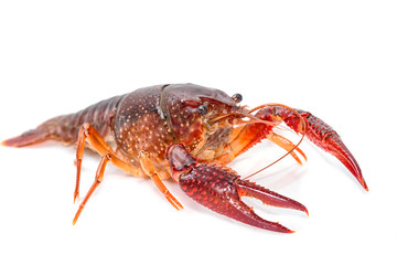 Crayfish Procambarus clarkii ghost on white background