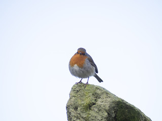 Robin