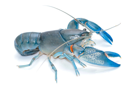 Blue crayfish cherax destructor,Yabbie Crayfish isolate