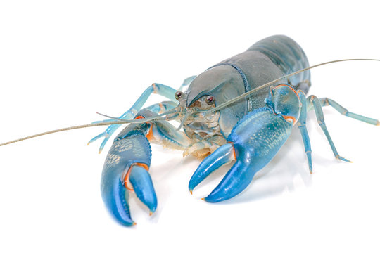 Blue crayfish cherax destructor,Yabbie Crayfish isolate