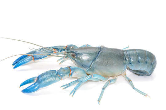 Blue crayfish cherax destructor,Yabbie Crayfish isolate