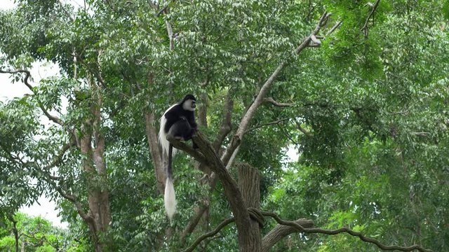 Black and white Colobus monkey sitting on a tree