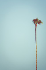 Obraz premium Bacground Image of Single Palm Tree With Blue Sky and Copy Space