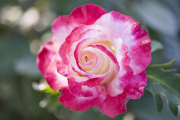 薔薇の花