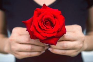 Hand of woman give a red rose. Valentine's Day.