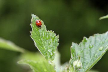 Ladybug