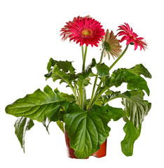 Blossoming gerbera in a flowerpot isolated on a white background.