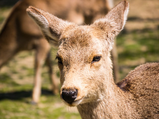 deer