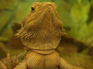Desert lizzard macro