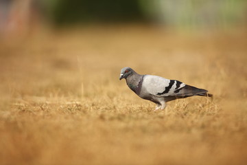 Fototapeta premium Columba livia. Wild nature of Czech. Bird on a meadow in nature. Nature of Europe.