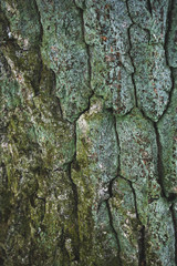 cracked rough green tree bark background