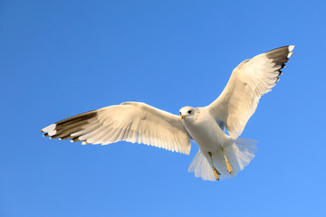 closeup of a flying seagull (laridae)