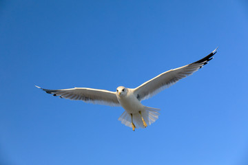 closeup of a flying seagull (laridae)