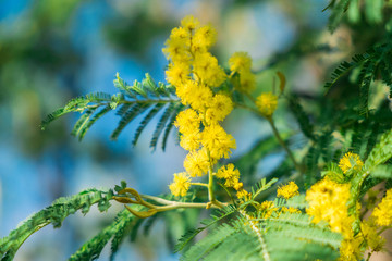 Silber-Akazie (falsche Mimose) in Voller Blüte