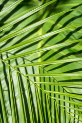 Bright green palm fronds casting patterned shadows on a large banana leaf in a textured tropical background