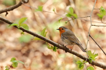 Fototapeta premium Erithacus rubecula. The wild nature of the Czech Republic. Autumn colors in nature. Beautiful picture. Free nature. Forest full of birds. Colorful bird in nature.