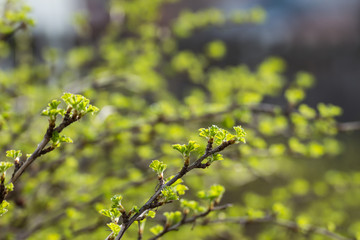 The first leaves on the branches in early spring