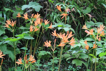 キツネノカミソリ