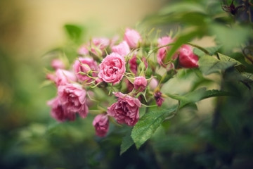 summer pink roses bloom