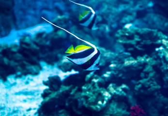 Fototapeta na wymiar Exotic tropical fish in aquarium