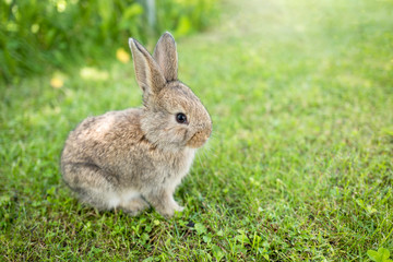 A young cute little rabbit sitting in the grass