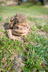 Mating frogs ,toads make love
