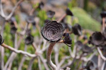 Aeonium canariense plant, brown verode flower, Lanzarote, Canary islands, Spain.