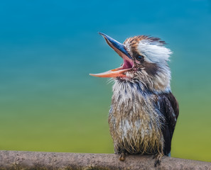 Laughing kookaburra (Jackass), a bird in the kingfisher subfamily, native to Australia and New...