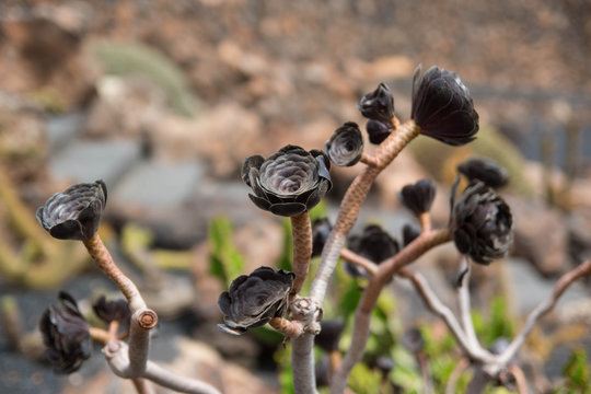 Aeonium canariense plant, brown verode flower, Lanzarote, Canary islands, Spain.