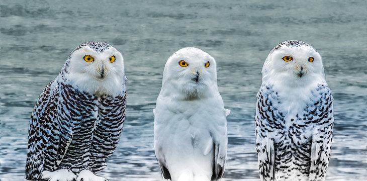 A family of snowy owls in a wintry landscape