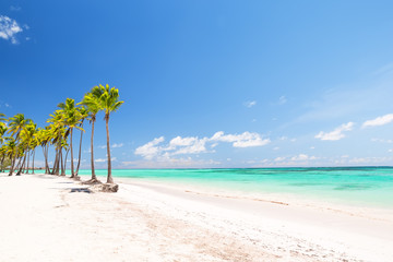 Coconut Palm trees on white sandy beach.