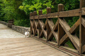 Bridge of castle Strecno  and cat