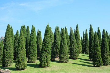 Fototapeta na wymiar Pine tree in the garden. Pine park with blue sky.