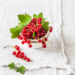 Red Currants over White Background