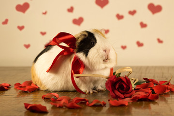 Guinea Pig on Valentine's Day