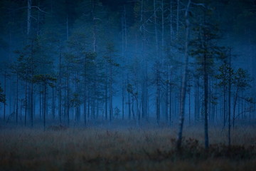 Nature of Finland. Wild nature of Finland. Scandinavia. Autumn nature of fern wilderness. Karelia.