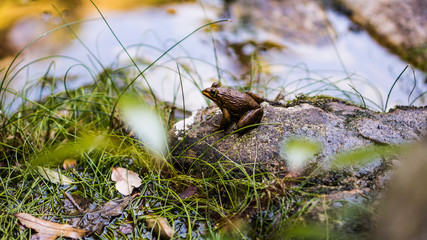 A relaxed frog sitting on a rock next to water