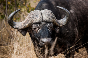 Naklejka premium Daggaboy