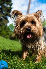 Cane alla torre Eiffel, Parigi, Francia