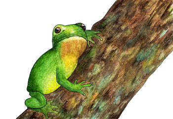 A frog sitting on a tree. Watercolor.