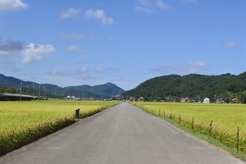 Fototapeta na wymiar a straight road in Japan