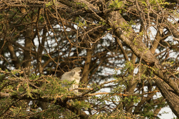 vervet monkeys in the Maasai Mara