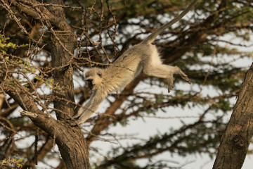 vervet monkey jumping in a tree in the Maasai Mara