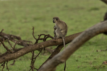 mother baby vervet monkeys in the Maasai Mara