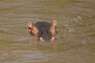 hippos submerged in water in the Maasai Mara
