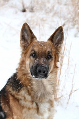 Close-up of a German Shepherd dog looking into the camera during a winter snow storm. Extreme shallow depth of field with selective focus on dogs face.