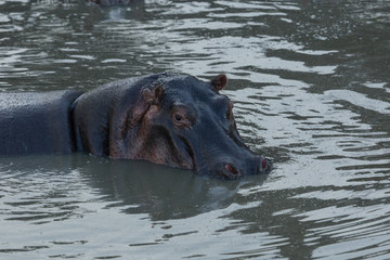 hippos submerged in water in the Maasai Mara