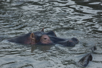 Fototapeta premium hippos submerged in water in the Maasai Mara